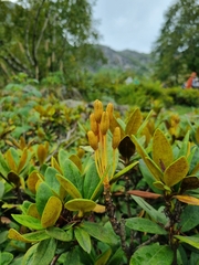 Rhododendron caucasicum