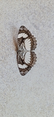 Neptis