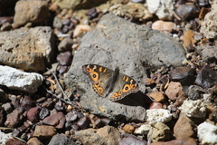 Junonia villida