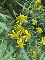 Verbesina alternifolia