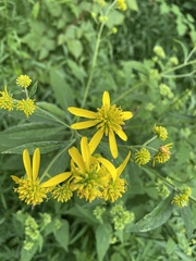 Verbesina alternifolia