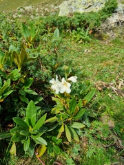 Rhododendron caucasicum