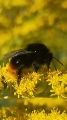 Bombus lapidarius