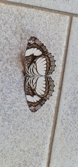 Neptis