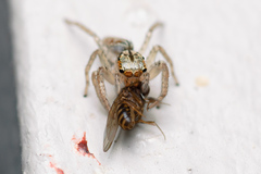 Drosophila repleta