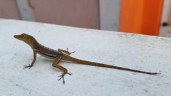 Anolis acutus