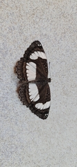 Neptis