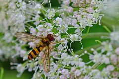 Meliscaeva cinctella