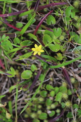 Hypoxis kilimanjarica