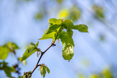 Ulmus glabra