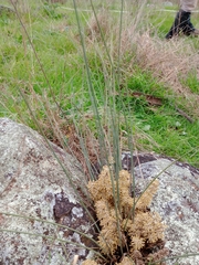 Lomandra multiflora