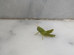 Anacridium aegyptium