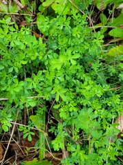 Euphorbia peplus
