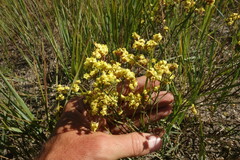 Limonium aureum