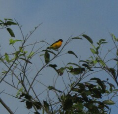 Euphonia chlorotica