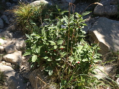 Lonicera alpigena