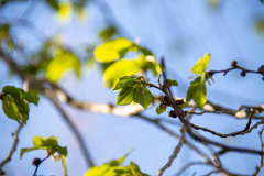 Ulmus glabra