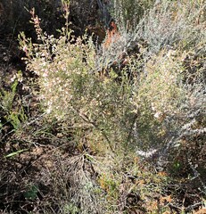 Erica quadrangularis