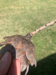 Protea caffra caffra