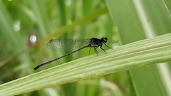Platycnemididae