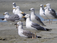 Larus fuscus barabensis
