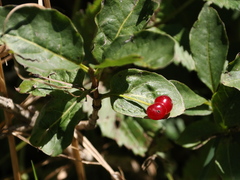 Lonicera alpigena