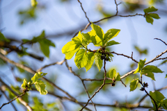 Ulmus glabra