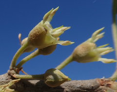 Capurodendron