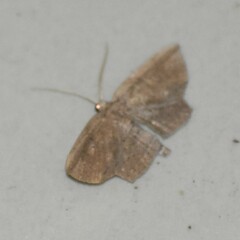Phalacra