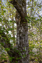 Ulmus glabra