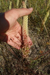 Orostachys malacophylla