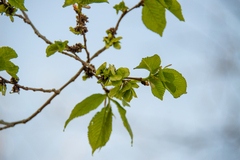 Ulmus glabra