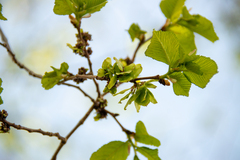 Ulmus glabra