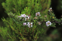 Hedythyrsus thamnoideus