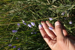 Adenophora stenanthina