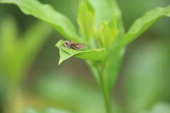 Polytremis lubricans