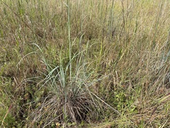 Andropogon capillipes