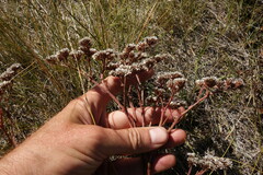 Goniolimon speciosum