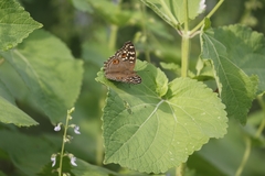 Junonia lemonias