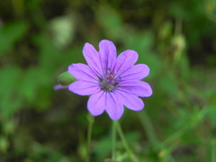 Geranium pyrenaicum