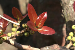 Ficus ingens