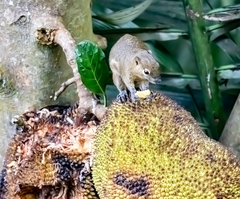 Callosciurus notatus