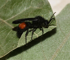 Dasymutilla nigripes