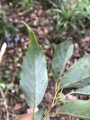Quercus longinux