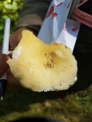 Pleurotus levis