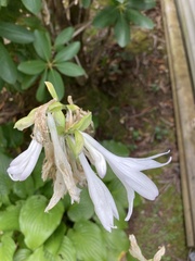 Hosta
