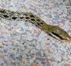 Elaphe taeniura