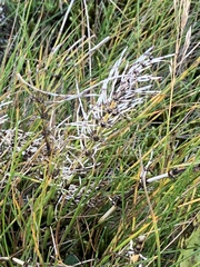 Equisetum arvense
