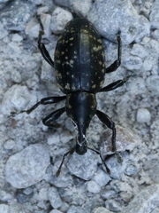 Liparus glabrirostris
