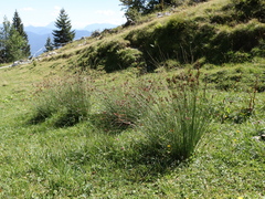 Juncus inflexus